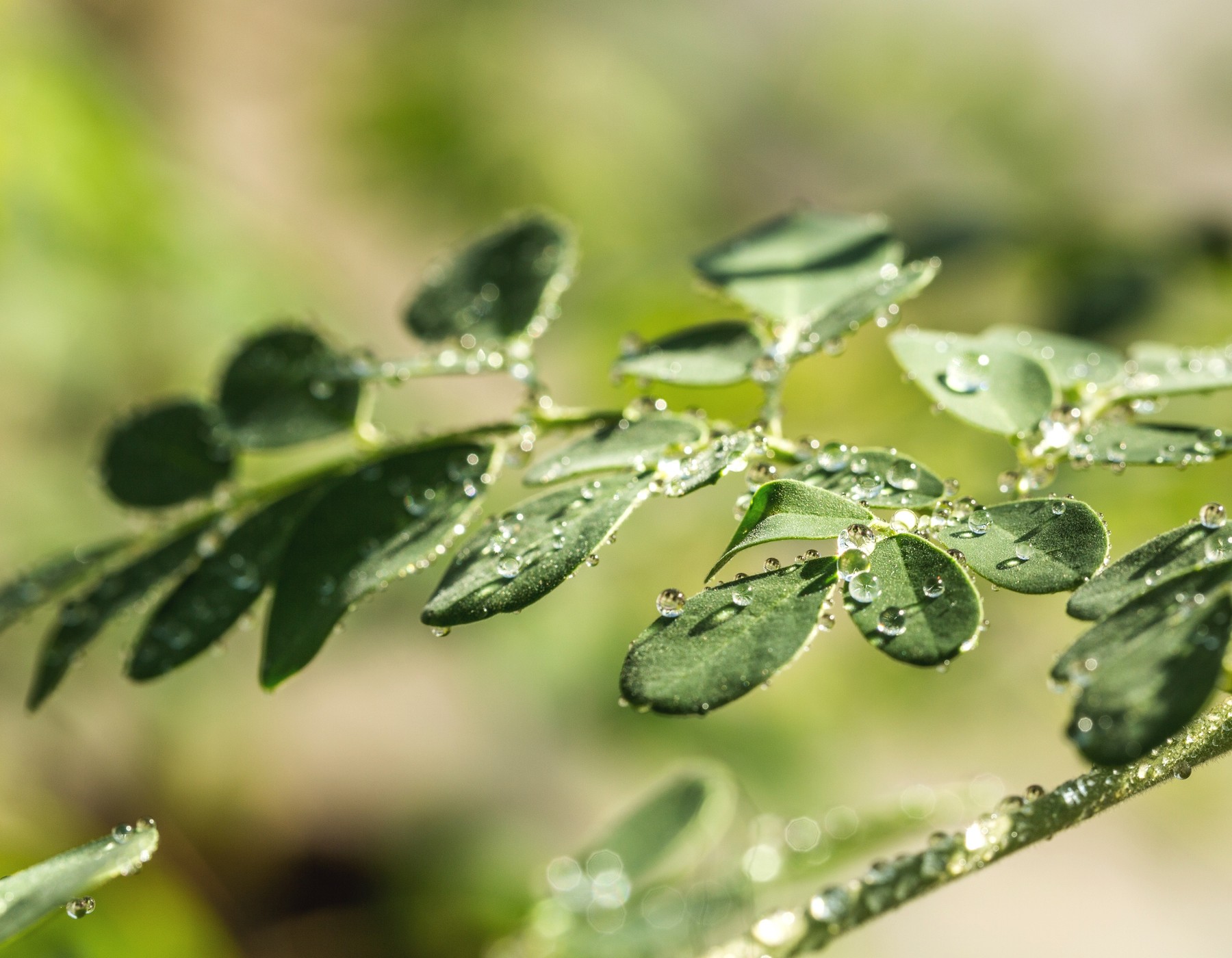 Image of Extraction efficace des protéines du moringa