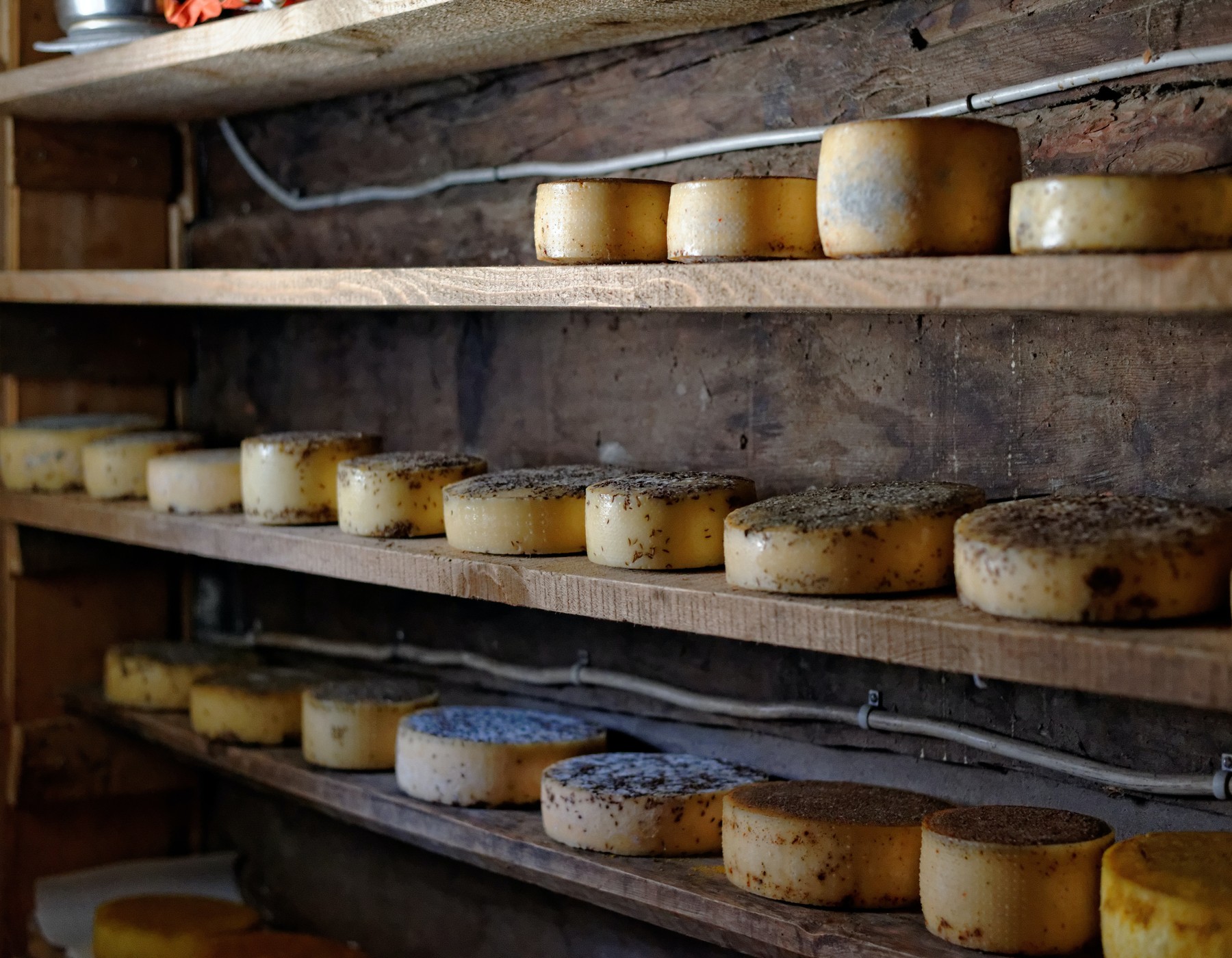 Image of Development of a portable analysis kit for traceability cultures in cheese.