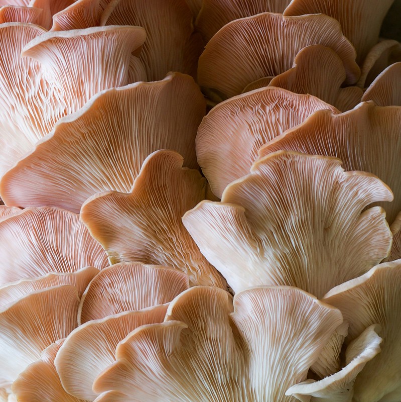 Fungi & Fungal Systems