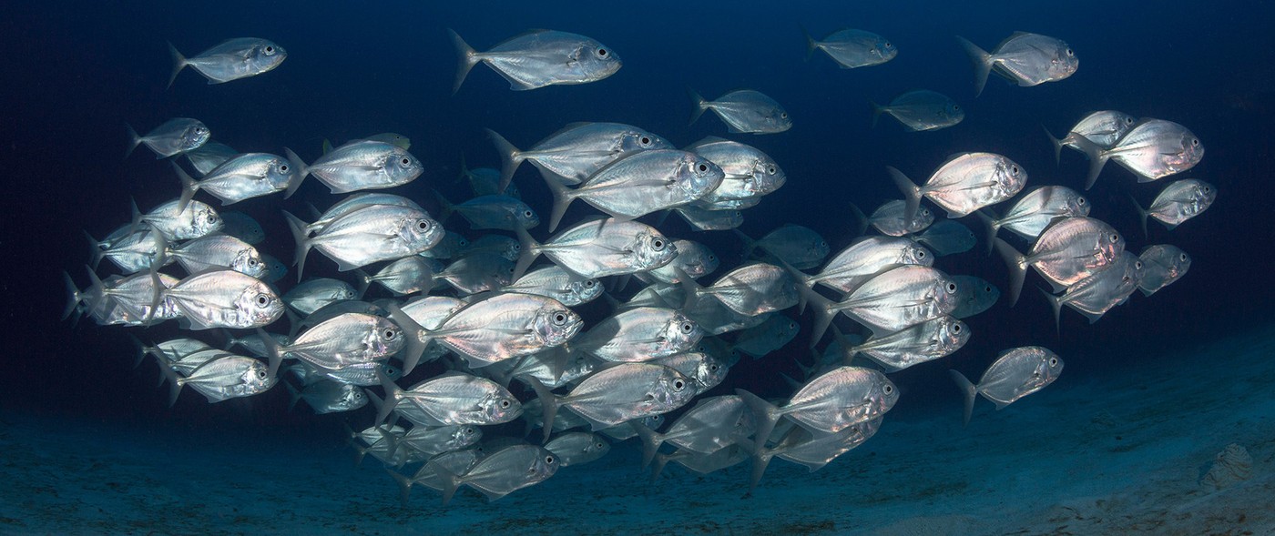 Aquaculture