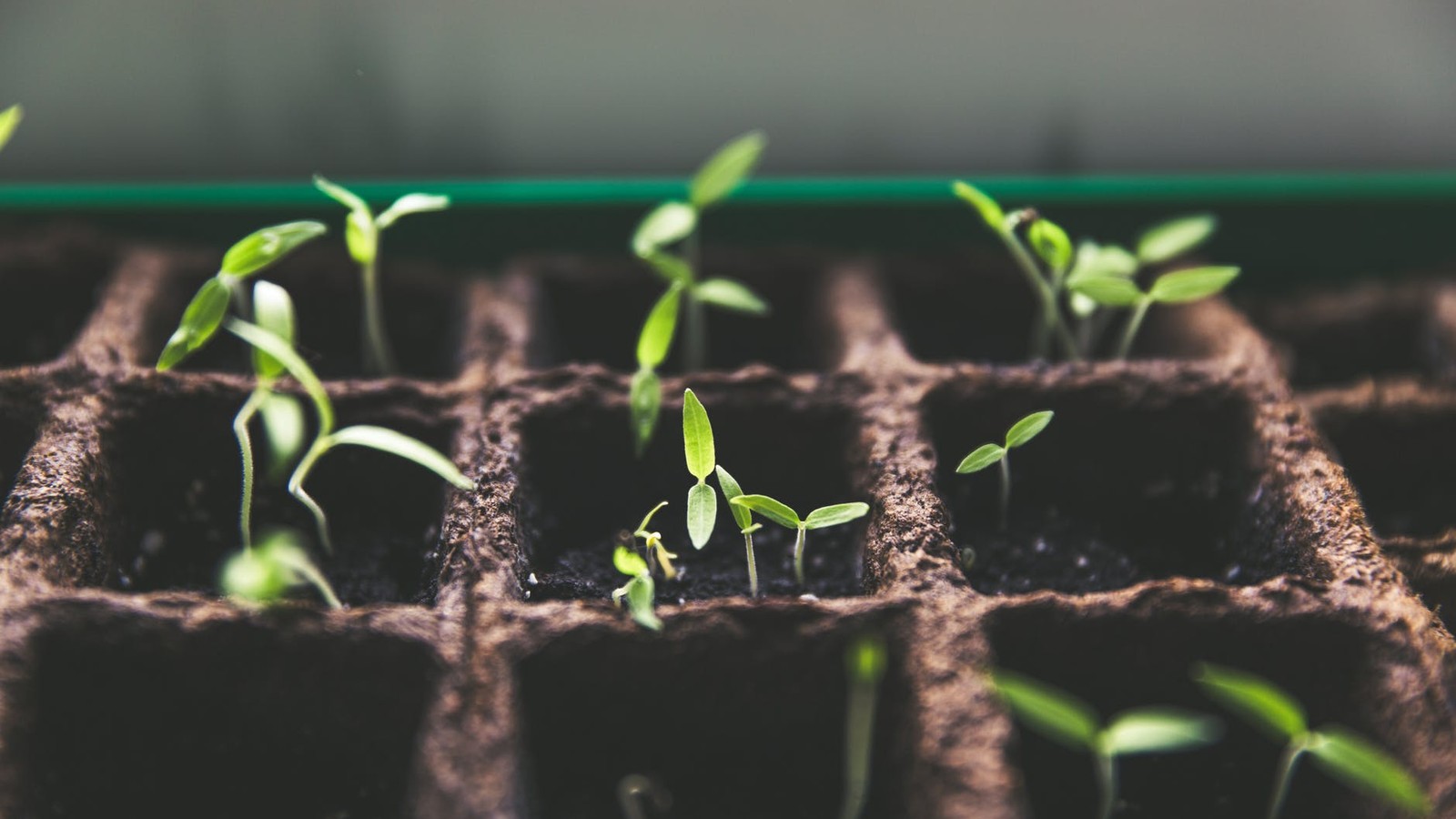 Image of EIT Food Seedbed