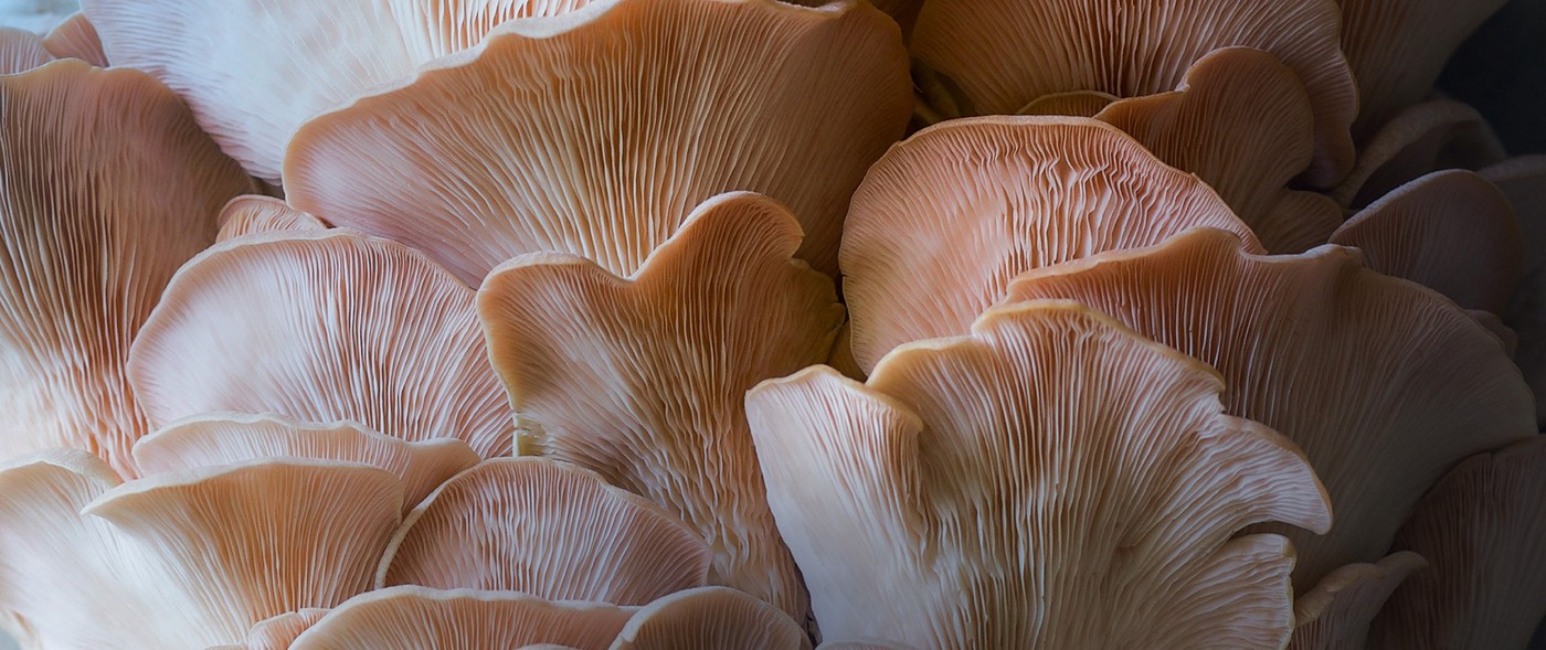 Fungi & Fungal Systems