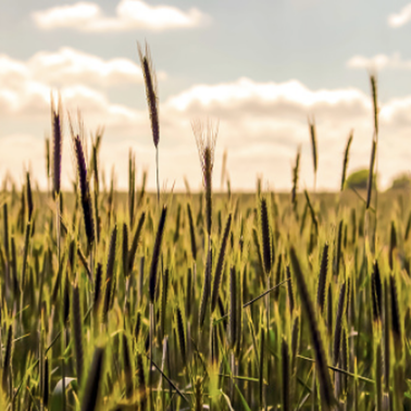 Grains & Baked Goods