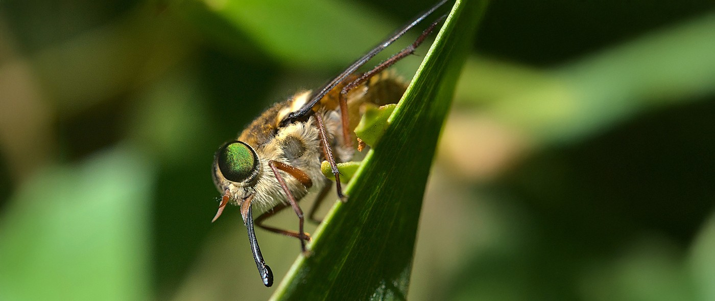 Insects