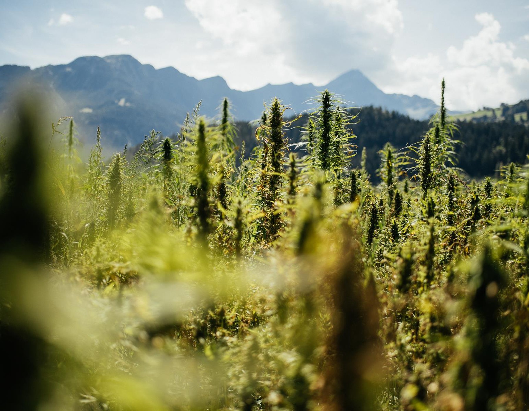 Image of Recultivation of hemp in Switzerland as a valuable foodstuff