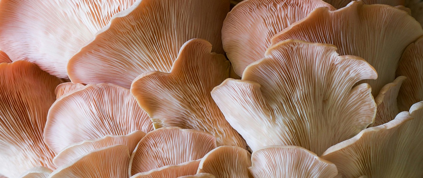 Fungi & Fungal Systems