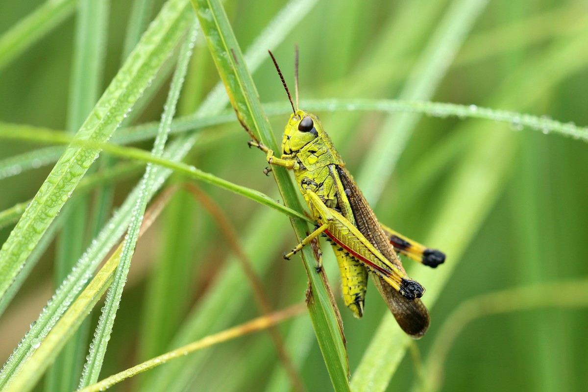 Insekten