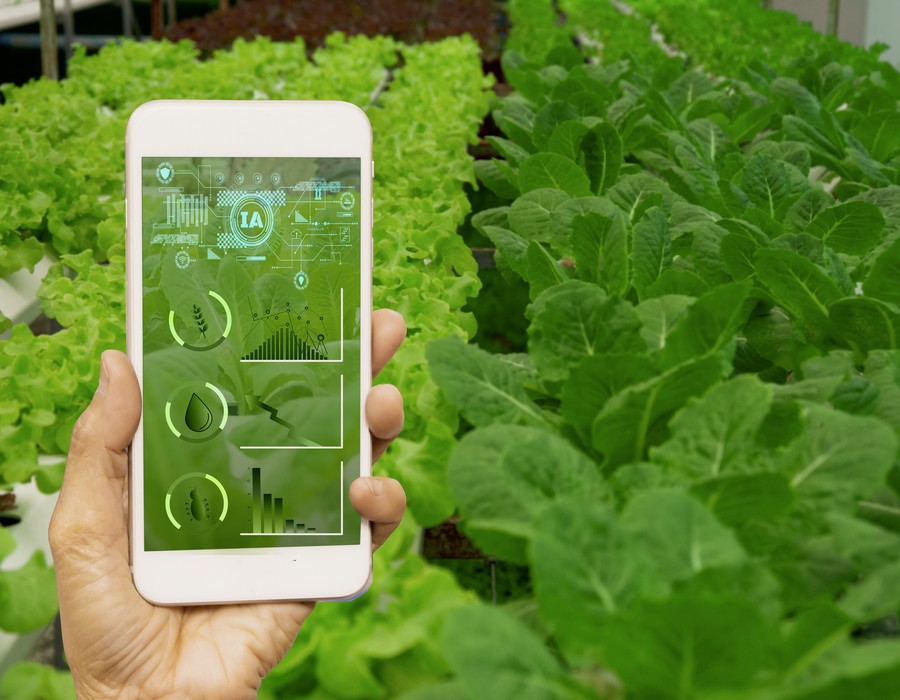 Image of Feasibility study of a smartphone application for disease detection for plants